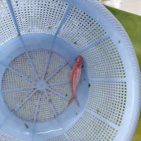 پنگوسی البینو|ماهی|بندر انزلی, پیل علی باغ|دیوار