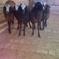 برهای ماده شالی|حیوانات مزرعه|قزوین, |دیوار