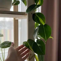 نیازمند کمکی ثابت در منزل