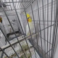 عروس هلندی لوتینو نر اورجینال|پرنده|شهریار, شهرک امیریه|دیوار