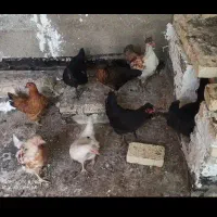 مرغ محلی تخم گذار