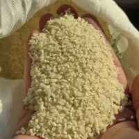 برنج نیمدانه درشت طارم برای مصرف روزانه|خوردنی و آشامیدنی|مشهد, آبکوه|دیوار