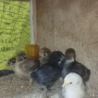 جوجه گلین وتخم گلین