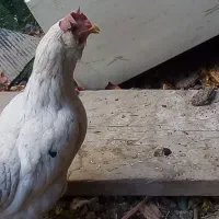 مرغ محلی تخم گذار|حیوانات مزرعه|قرچک, مهدیه|دیوار