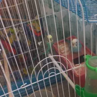 یک جفت مرغ عشق|پرنده|قم, قلعه یزدیها|دیوار