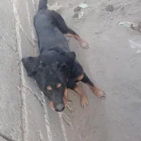 سگ رووت فایلدرماده|سگ|جیرفت, |دیوار