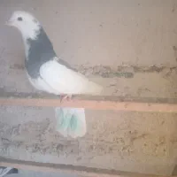 کبوتر|پرنده|ماکو, |دیوار