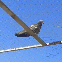 کبوتر گمشده
