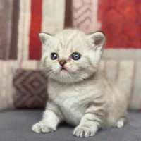گربه های چینچیلا سیلور سلامت