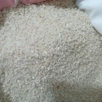 نمیدانه کشت دوم امرالهی دابو ملکشاه رسید