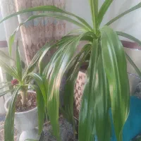 دوعدد گل موزی|گل و گیاه طبیعی|یزدان شهر, |دیوار