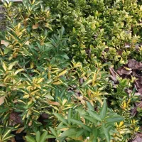 شمشاد|گل و گیاه طبیعی|شیرود, |دیوار