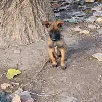 فروش توله مالینوز پدر و مادر وارداتی.|سگ|سلمانشهر, |دیوار