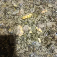 ذرت علوفهای پردان|عمدهفروشی|نهاوند, |دیوار