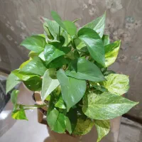 گل آپارتمانی|گل و گیاه طبیعی|کرج, کوی کارمندان جنوبی|دیوار