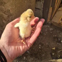 جوجه گلین دو هفته ای و تخم نطفه دار گلین لری اصیل|حیوانات مزرعه|رودبنه, |دیوار