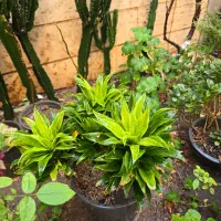 کامپک سانسوریا دم روباهی|گل و گیاه طبیعی|تهران, سلسبیل شمالی|دیوار