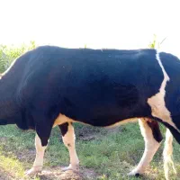 گاو7ماهه آبستن با گوساله نر155میلیون|حیوانات مزرعه|ارزوئیه, |دیوار