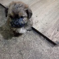 فروش سگ شیتزو