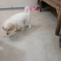 سگ اشپیتز سه ماهه