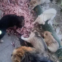 سگ نژاد ژرمن و هاسکی