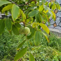 باغ در اسکو|فروش خانه و ویلا|اسکو, |دیوار