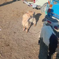 بزغاله نر|حیوانات مزرعه|اسلام آباد, |دیوار