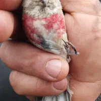 سهره سینه سرخ نر بخوان فیلم تو آگهی هست