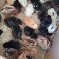 ۶۰ عدد جوجه ۷ روزه