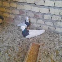 کفتر طوقی زاغ ابادانی و ۲عدد پرشی و....