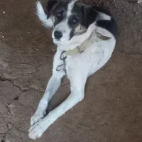 واگذاری سگ|سگ|مرودشت, ده بید|دیوار