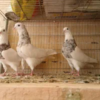 کبوترطوق هفترنگ