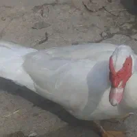 چنتا اردک اسراییلی