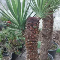 بونسای یوکا گونه خاص|گل و گیاه طبیعی|بندر انزلی, کوی آزادگان|دیوار