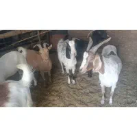 گوسفند فروشی|حیوانات مزرعه|گناباد, |دیوار