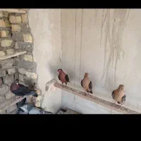 کفترنطفه دارتخم گذار