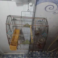 یک عددقفس دستبافت خوب به فروش میرسد