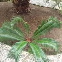 فروش گل سیکاس