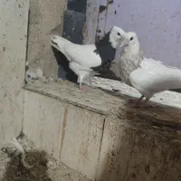 طوقی کاکل عطیقه