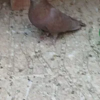 کفتر گلی دمسفید کلایی|پرنده|کرمان, |دیوار