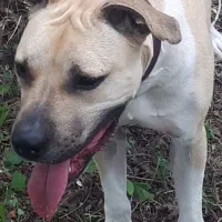 واگذاری سگ|سگ|آبادان, |دیوار