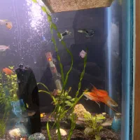 آکواریوم گیاهی|ماهی|قرچک, مهدیه|دیوار