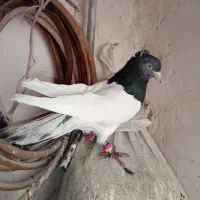 کفتر|پرنده|کاشمر, |دیوار