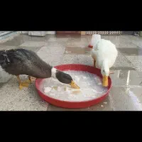 ۲تا اردک سالم و سلامت