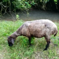 کوسفند ماده و نره درشت