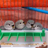 جوجه کوتوله دستی|پرنده|شهرضا, |دیوار