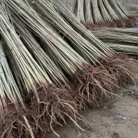 نیگرا ترکیه با رشد بالا و مقاومت در برابر شرایط|گل و گیاه طبیعی|قم, چهل درخت‎|دیوار