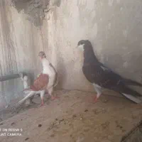 سیاه پشت کاکلی
