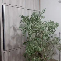 فروش گل بنجامین