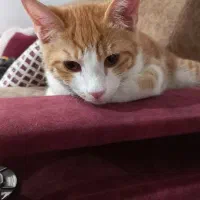 واگذاری گربه DSH نارنجی شیطون و بازیگوش|گربه|محمدشهر, ولدآباد|دیوار